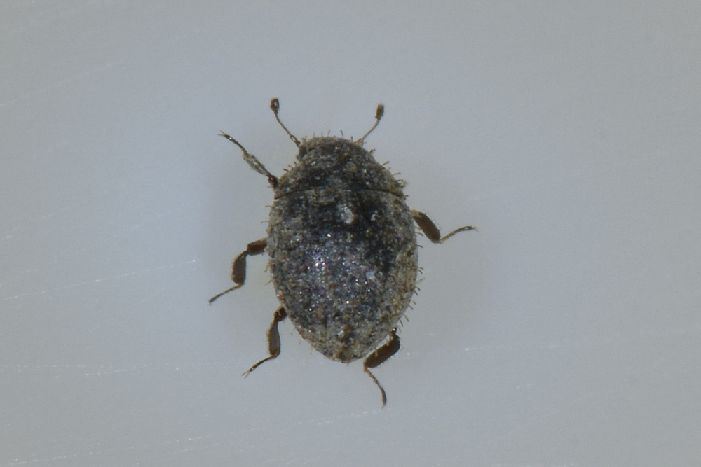 Chaetophora spinosa, Byrrhidae